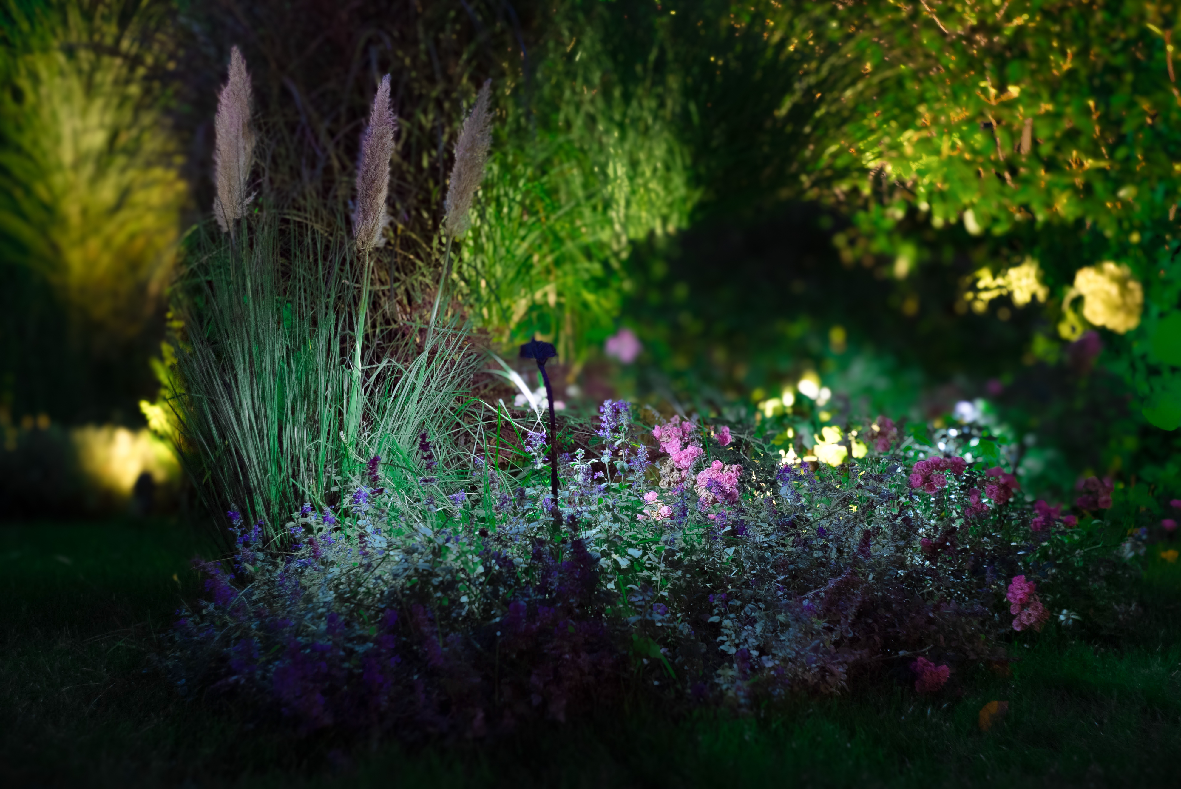 Perennial garden with selective accent lighting on ornamental grasses and blooms
