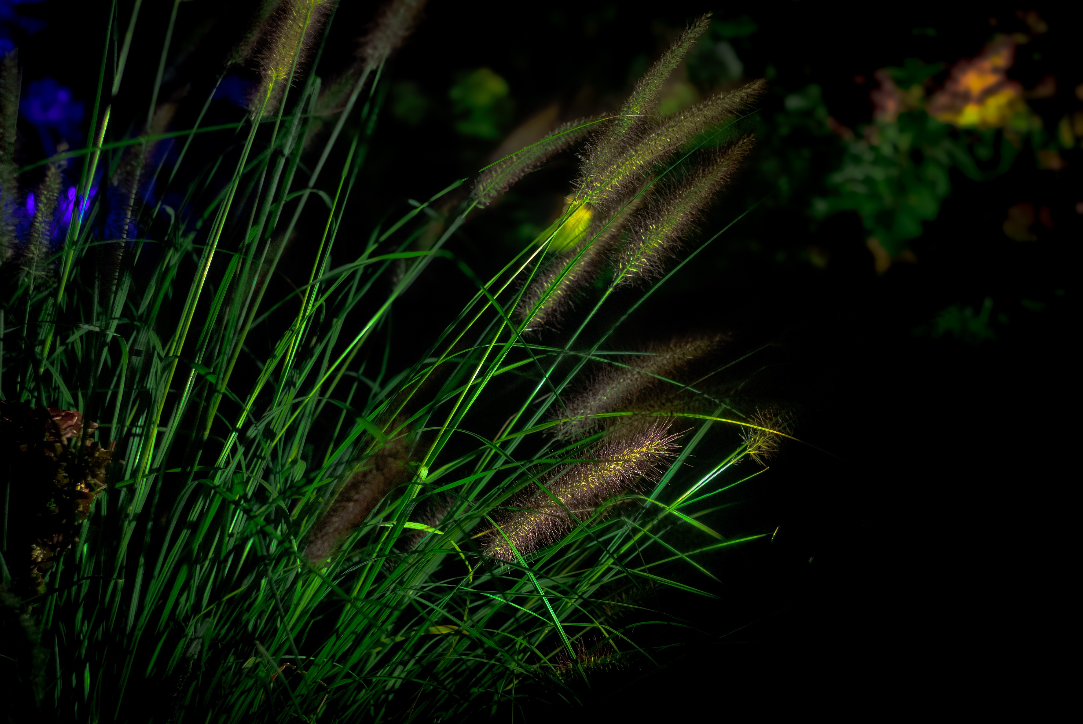 NOOR concept - illuminated ornamental grasses