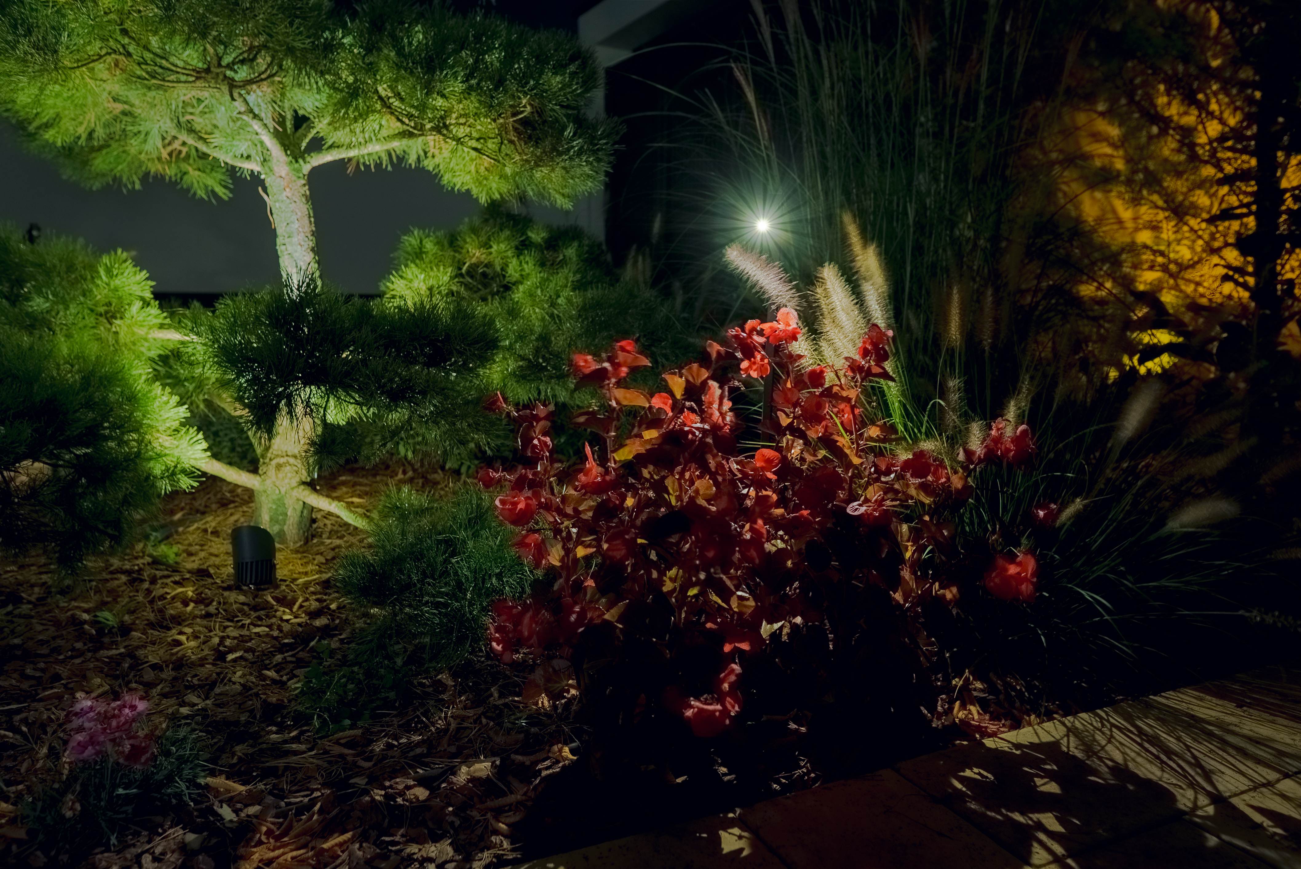 NOOR concept - illuminated garden with red foliage