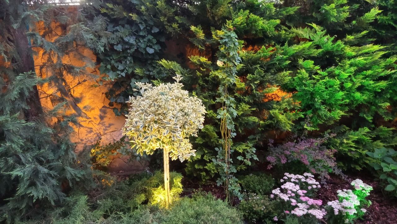Ornamental garden tree with white variegated foliage, warm uplighting, and colorful hydrangea accents with green and amber tones
