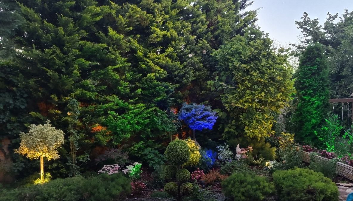 Dramatic multi-color garden scene with blue, green, and amber uplighting on evergreens and ornamental shrubs