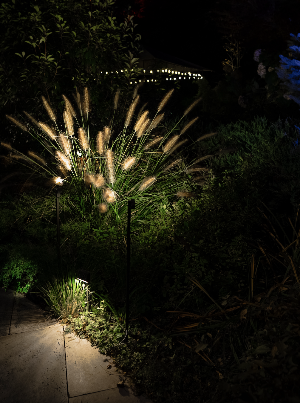 NOOR landscape lighting - illuminated fountain grass at night